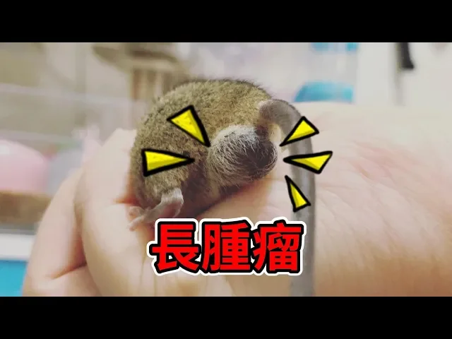 老鼠長腫瘤了...《鼠鼠告訴你》【維特】